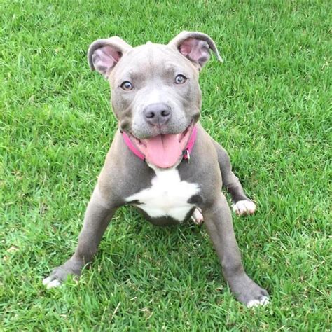 Gay Porn Pictures Of Pitbull Naked Givevsera