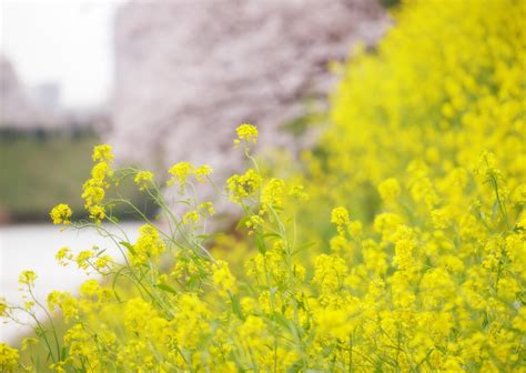 ゆんフリー写真素材集 No 2356 菜の花に桜 [日本 東京]