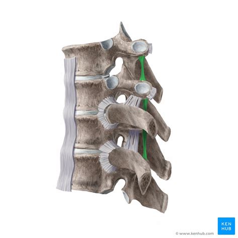 Cervical Spine Anatomy Ligaments Nerves And Injury Kenhub