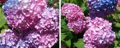 Truc magique Changez la couleur de vos hortensias hydrangées