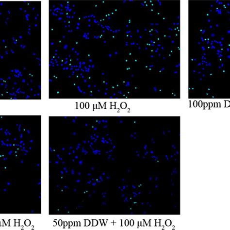 Ddw Could Attenuate H2o2 Induced Apoptosis In H2o2 Treated Pc12 Cells