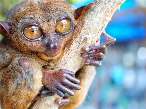 10 Hewan Endemik Hutan Hujan Tropis, Mulai dari Orangutan sampai Burung