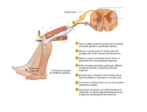 Monosynaptic Reflexes Stretch Reflex Diagram Quizlet