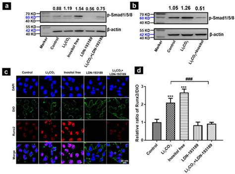 Ijms Free Full Text Bmp Smad Pathway Is Involved In Lithium