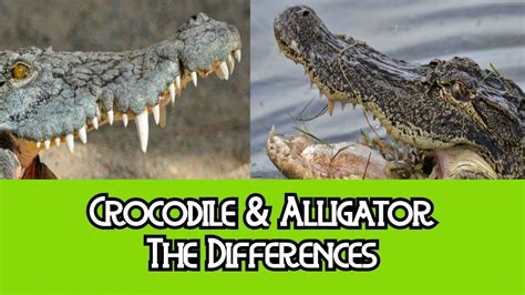 Crocodile Vs Alligator Difference Crocodile