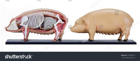 Pig Anatomy Model Stock Photo 156848327 | Shutterstock