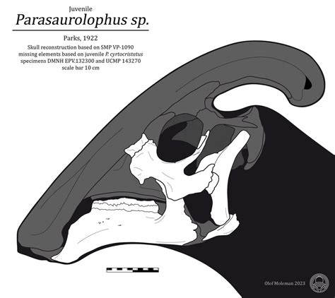 Parasaurolophus juvenile skull by olofmoleman on DeviantArt