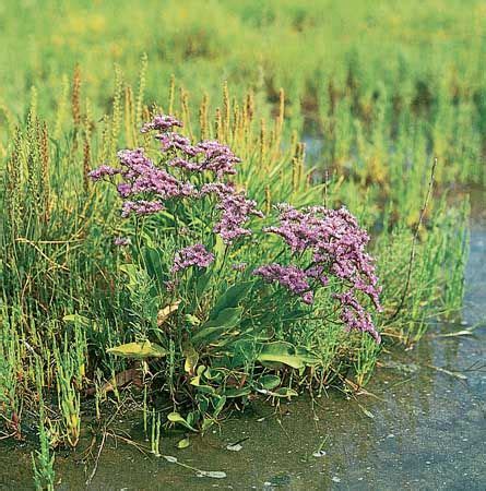 Sea lavender | plant | Britannica.com