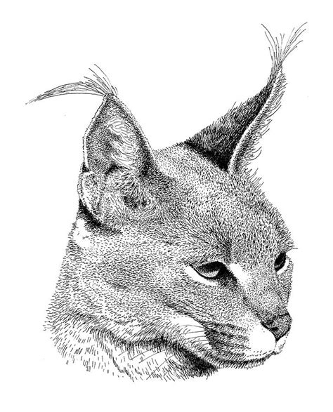 Caracal Drawing By Scott Woyak Fine Art America