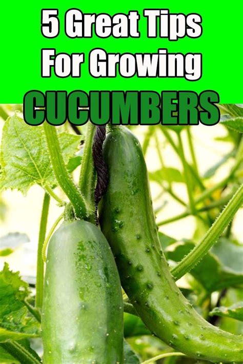 6 Simple Secrets To Grow Your Best Crop Of Cucumbers Ever This Year