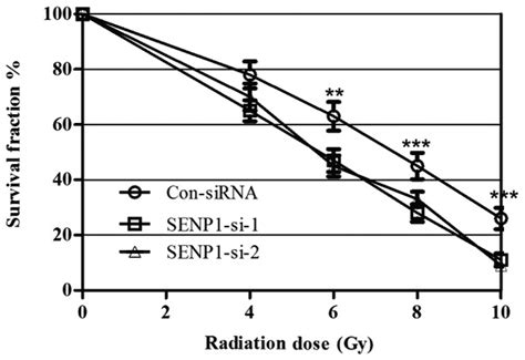 Small Ubiquitin Related Modifier Specific Protease 1 SENP1 Silencing