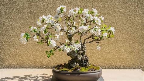 Apple Bonsai Tree: Varieties, How to Propagate, and More