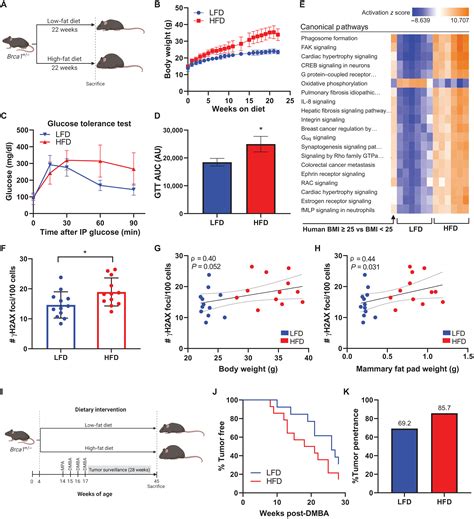 Obesity Promotes Breast Epithelium DNA Damage In Women Carrying A