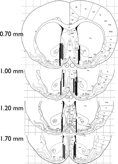 Probe Placements In The Nucleus Accumbens Shell In The In Vivo