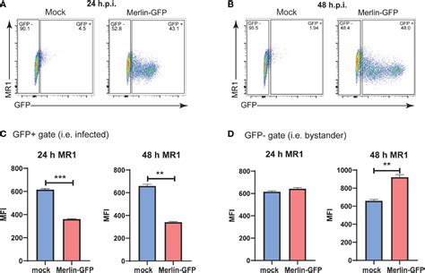 Frontiers Suppression Of Mr By Human Cytomegalovirus Inhibits Mait