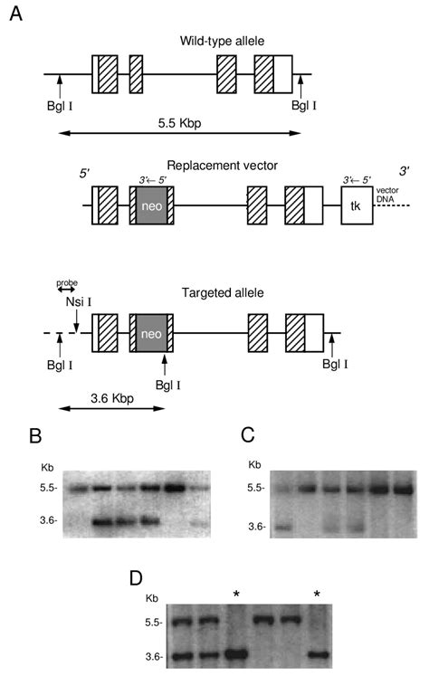 Targeted Disruption Of The Murine Acp 5 Gene A Structure Of The Acp