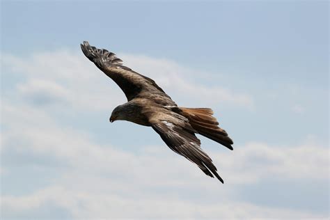 12,055+ Best Free Eagle flying Stock Photos & Images · 100% Royalty ...