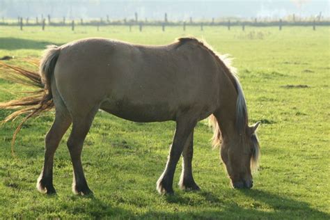 What is a Fjord Horse: Comprehensive Guide to Norway's Native Breed ...