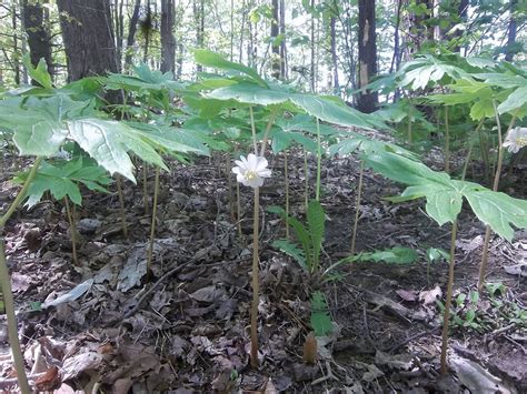 Podophyllum Peltatum May Apple Amandas Garden