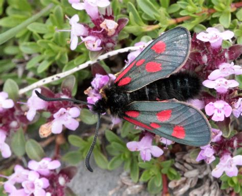 Réf 167690 INSECTA Lepidoptera Zygaenidae Zygaena Zygaena