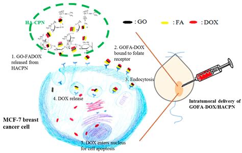 Nanomaterials Free Full Text Intratumoral Delivery Of Doxorubicin