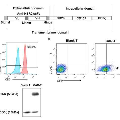 Pd1 Expression Is Increased In Anti Her2 Car T Cells When Co Cultured