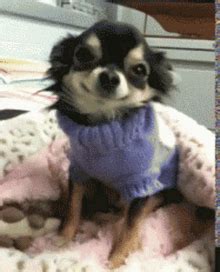 Happy Chihuahua GIFs | Tenor