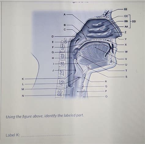 Solved Using The Figure Above Identify The Labeled Part Chegg