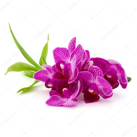 Flores de orquídea rosa fotos imagens de natika 121717282