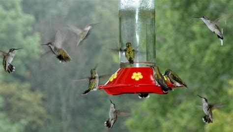 Where To Hang Hummingbird Feeders Hummingbirds Feeders