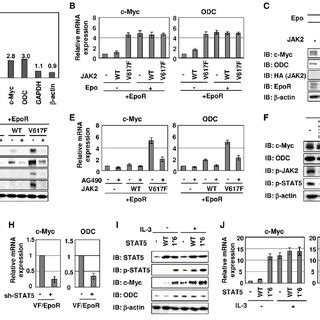 C Myc T A Mutant Significantly Induced Tumor Formation In Nude Mice