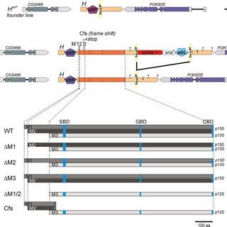 Structure Of The Hairless Locus And The IRES Constructs A Sketch Of