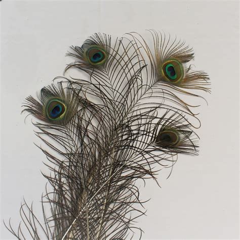 Peacock Feather with Large Eye - Event and Wedding Hire