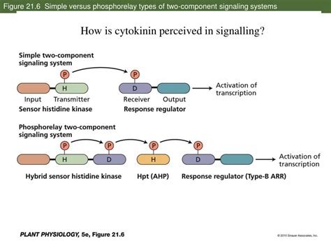 Ppt Cytokinins Regulators Of Cell Division That Function In