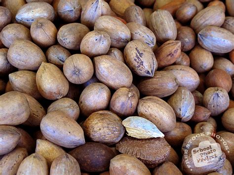 Pecans Free Stock Photo Image Picture Pecan Nuts Royalty Free Nuts