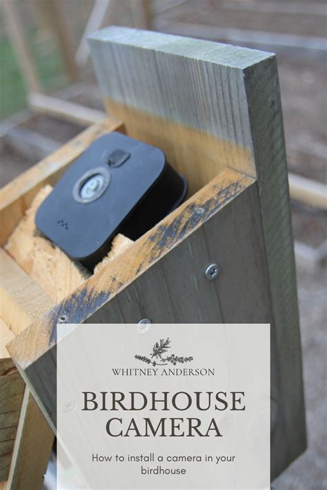 Birdhouse camera set up – Artofit