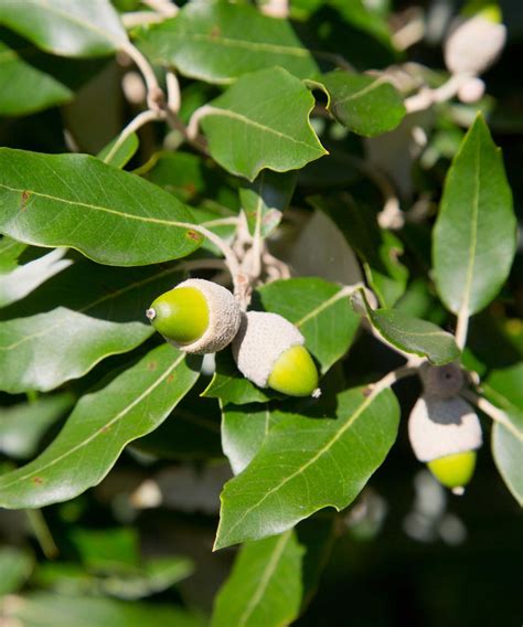 Best hedging plants: 10 choices for beautiful boundaries | Homes & Gardens