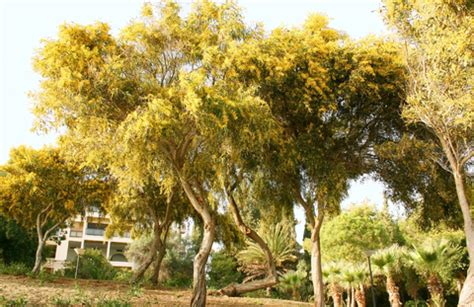 Mimosa Tree Diseases | eHow UK