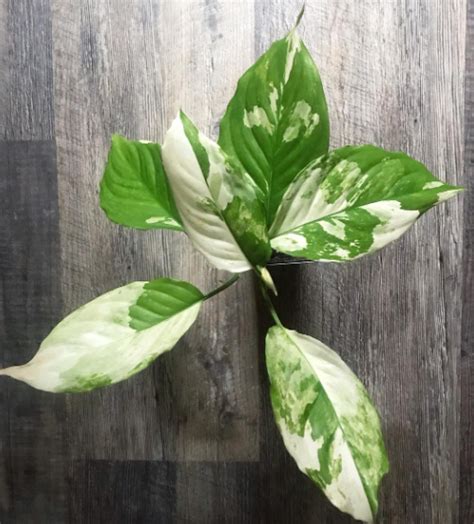 Aglaonema Modestum Plant Spilt Milk Chinese Evergreen Nursery Nisarga