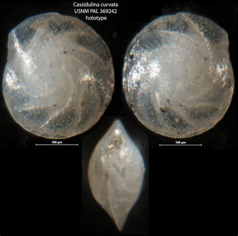 Cassidulina Curvata Unknown None Recent Holocene Quaternary Foraminifera