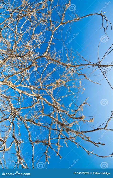 Naked Tree Branches Against Beautiful Blue Sky Stock Image Image Of