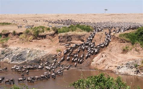 What Is The Great Wildebeest Migration 2025 Guide