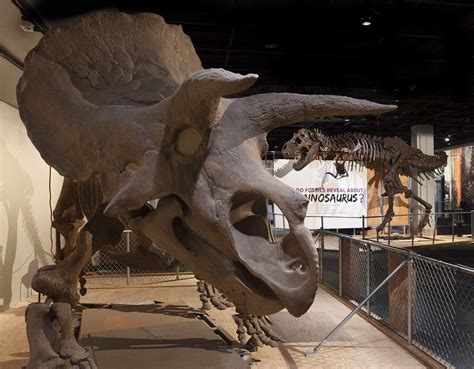 Famous Horned Dinosaurs That Werent Triceratops