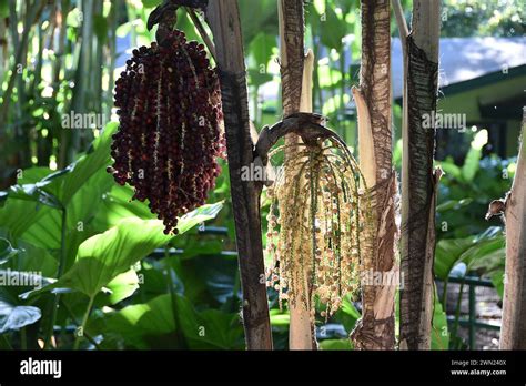 Palma De Macarthur Hi Res Stock Photography And Images Alamy