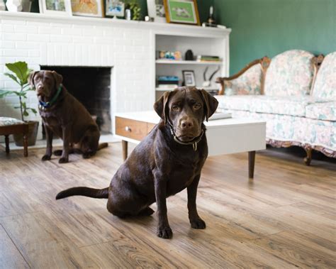 Labrador Lifespan: Life Expectancy And How To Prolong It