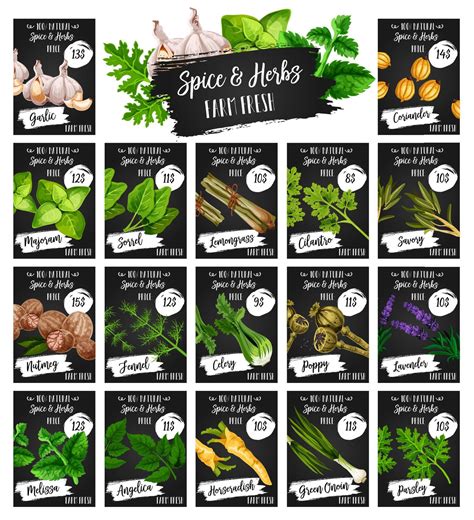 Herbs Natural Spices Seasonings Farm Market Price 16136833 Vector Art