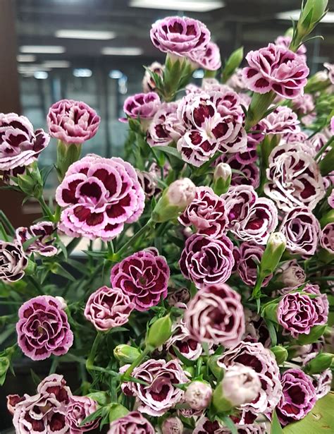 Dianthus Raffine Milou - Dianthus - Flowers and Fillers - Flowers by category | Sierra Flower Finder