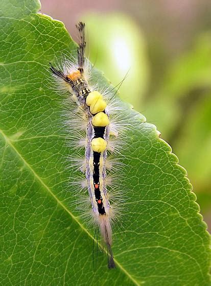 White Marked Tussock Moth Orgyia Leucostigma Bugguidenet