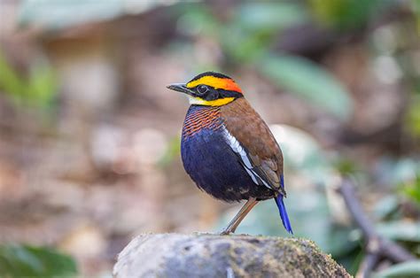 Sri Phang Nga Bird Watching Day Trip Northern Of Thailand Tours