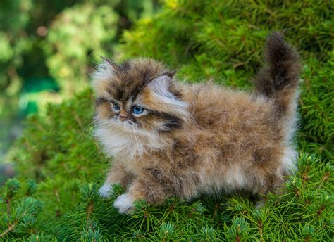 Golden Persian Kitten
